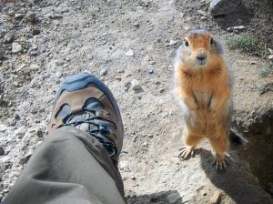 Arctic Circle wildlife adventure